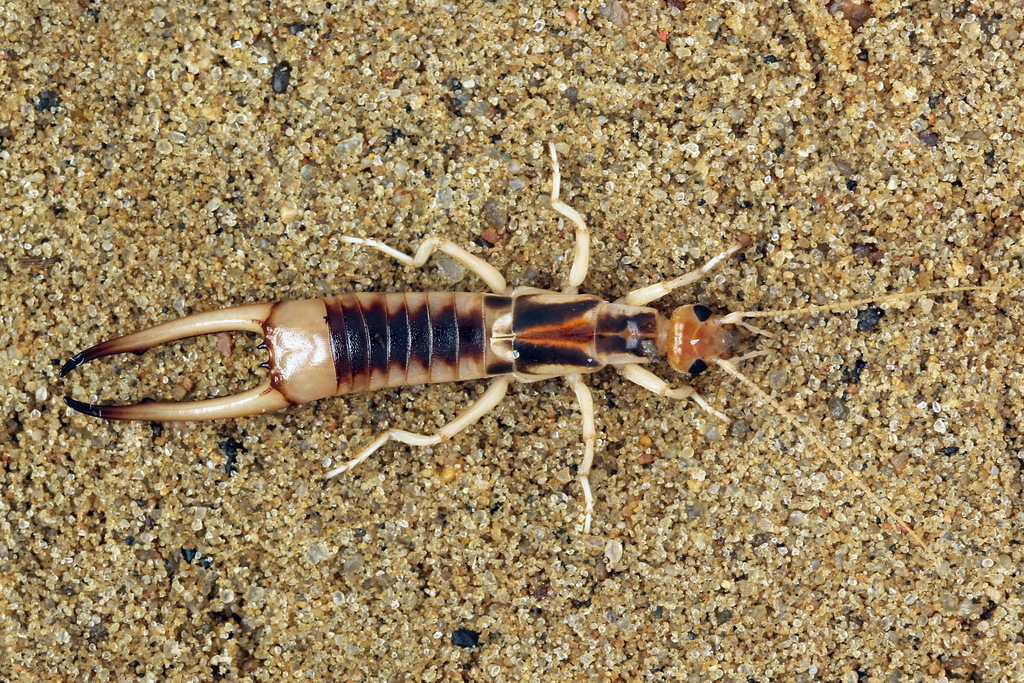 Shore Earwig