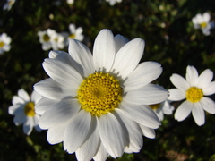 Anthemis chia