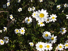Anthemis chia