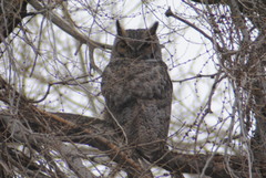 Bubo virginianus lagophonus
