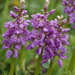 Orchis × loreziana - Photo (c) Wolfgang Blum, some rights reserved (CC BY-NC), uploaded by Wolfgang Blum