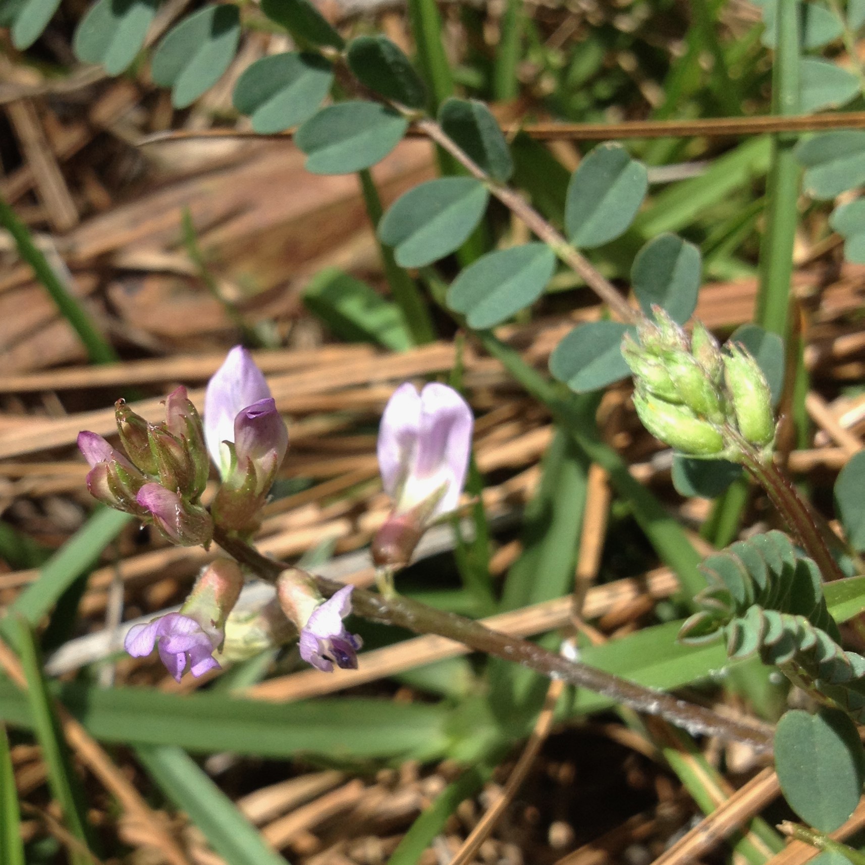 Astragalus obcordatus