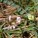 Astragalus obcordatus - Photo (c) Eric M Powell,  זכויות יוצרים חלקיות (CC BY-NC), הועלה על ידי Eric M Powell
