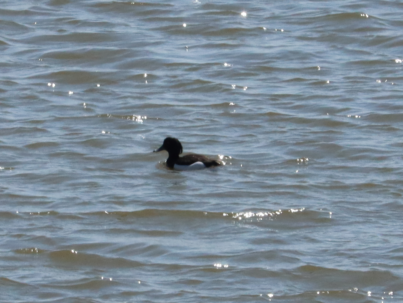Tufted Duck