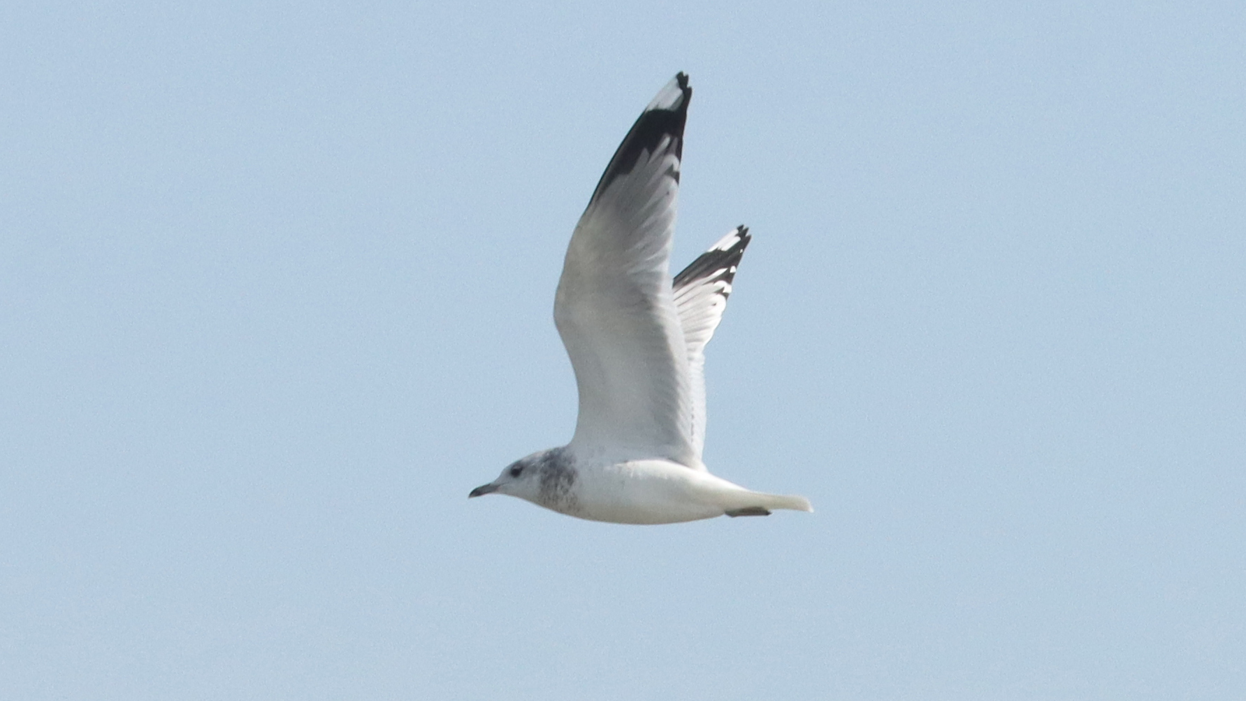 Common Gull