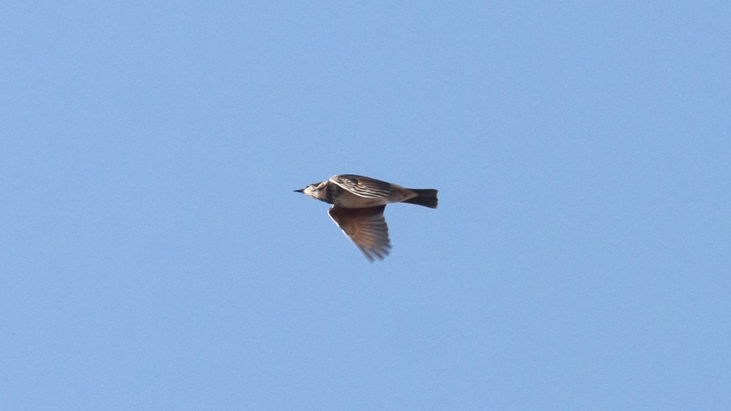 Dusky Thrush