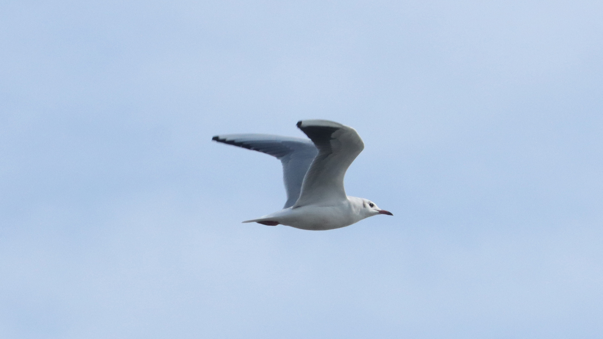 Black-headed Gull