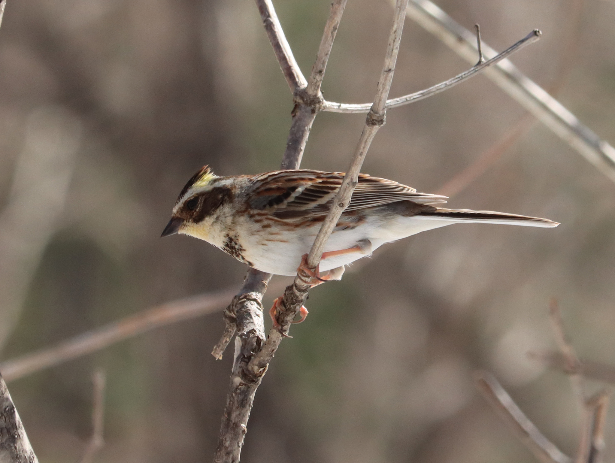 Yellow-throated Bunting