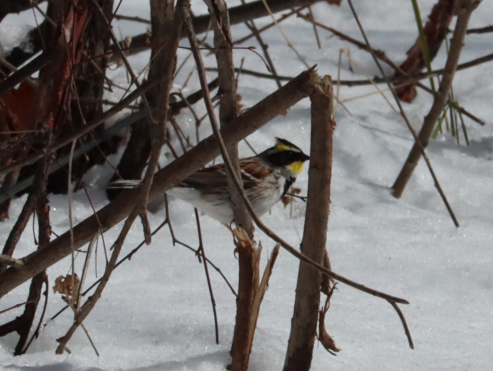 Yellow-throated Bunting