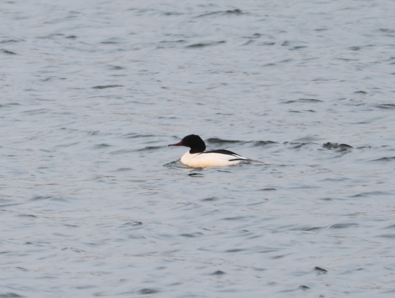 Common Merganser