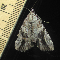 Catocala amica
