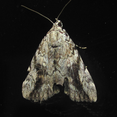 Catocala amica