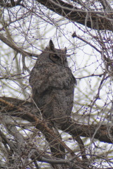 Bubo virginianus lagophonus