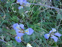 Iris unguicularis