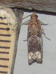 Epiblema abruptana