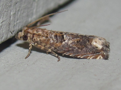 Epiblema abruptana