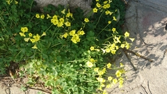 Oxalis pes-caprae