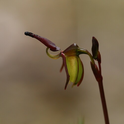 Image of Caleana hortiorum by (c) Hugo Innes, some rights reserved (CC BY)
