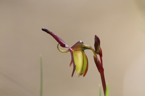 Image of Caleana hortiorum by (c) Hugo Innes, some rights reserved (CC BY)
