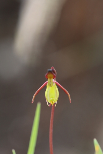 Image of Caleana hortiorum by (c) Hugo Innes, some rights reserved (CC BY)