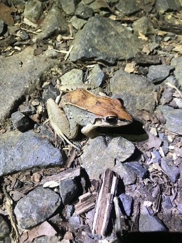 Leptodactylus poecilochilus