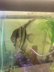 Pterophyllum scalare