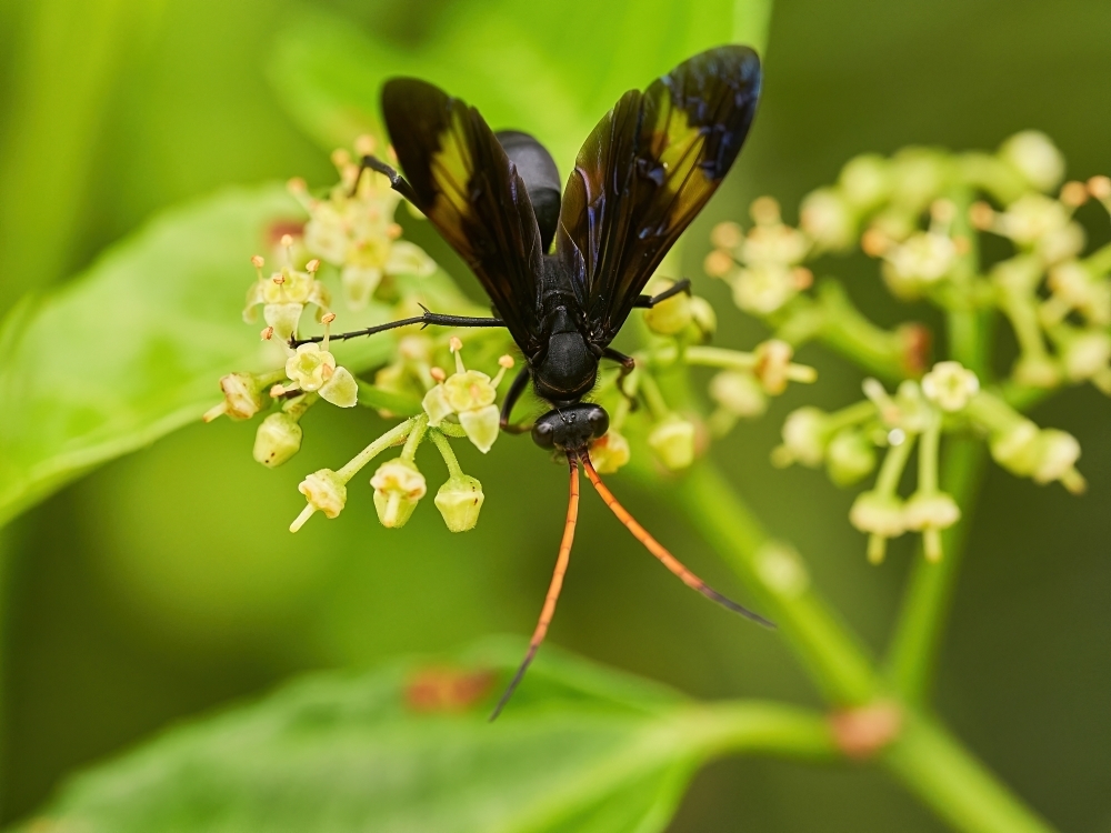 Hemipepsis princeps