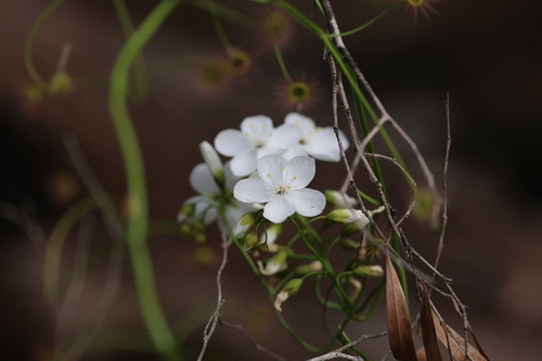 Drosera pallida (Drosera pallida)