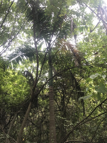Roystonea oleracea