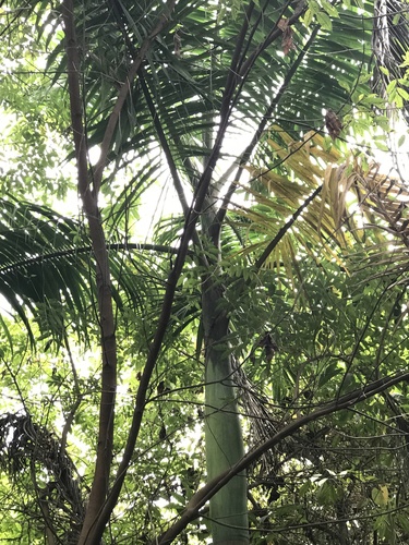 Roystonea oleracea