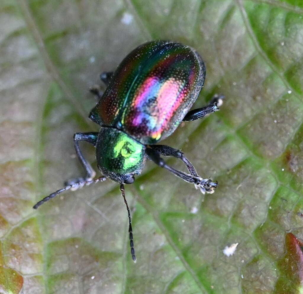 Acrothinium gaschkevitchii gaschkevitchii from Seogwipo, Jeju, South ...