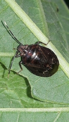 Antiteuchus tripterus