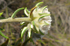Phylica propinqua