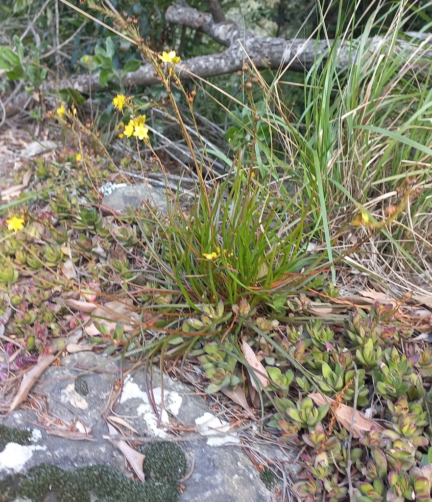 Bulbine audreyae, George Municipality, South Africa