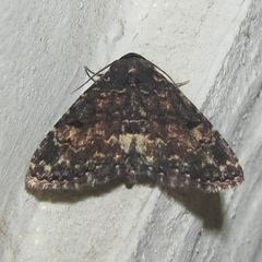 Metalectra diabolica