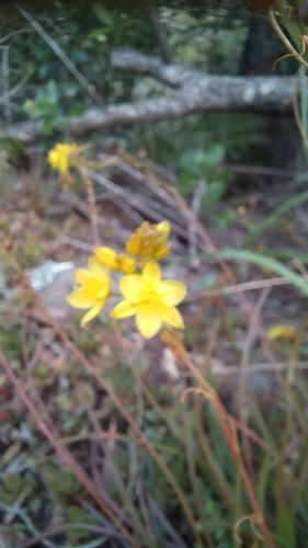 Image of Bulbine audreyae by no rights reserved