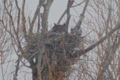 Bubo virginianus lagophonus