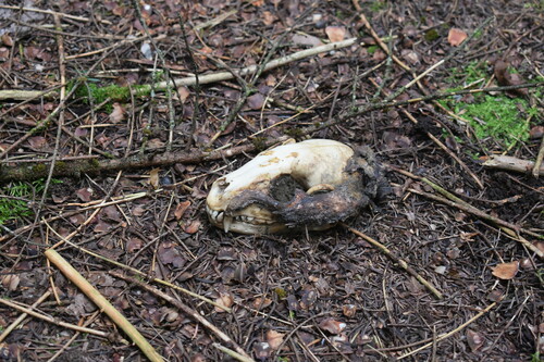 Common Raccoon photographed in New Hampshire