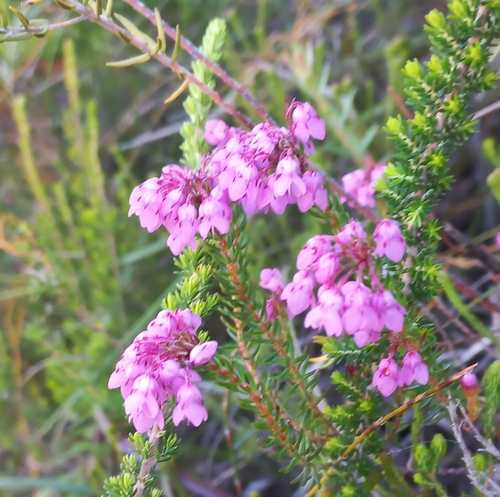 Image of Cube Heath (Erica cubica) by no rights reserved