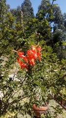 Tecomaria capensis