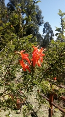 Tecomaria capensis