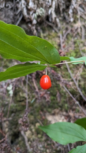Hooker's Fairybells fruiting