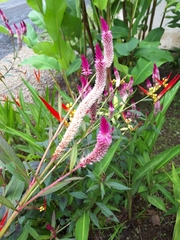 Celosia argentea image