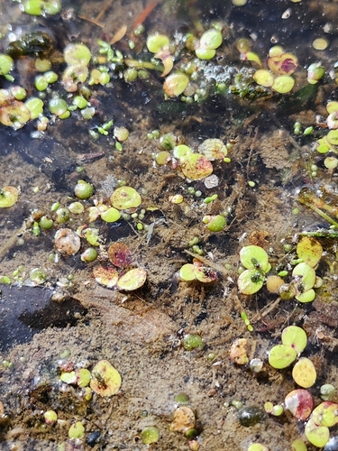 Image of Wolffia columbiana by (c) Étienne Léveillé-Bourret, some rights reserved (CC BY)