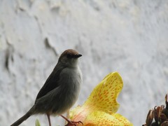 Cisticola hunteri