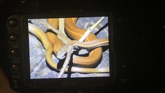 Mastigodryas boddaerti