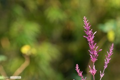 Odontonema