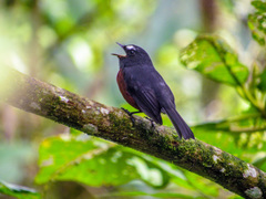 Ochthoeca cinnamomeiventris