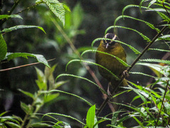 Kleinothraupis atropileus