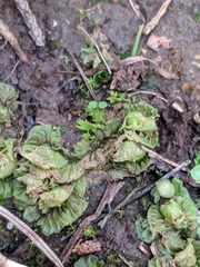 Petalophyllum americanum